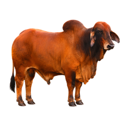 Cows